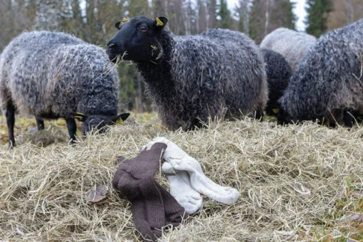 NLS RAG SOCK, 100% OFÄRGAD ULL — NUTMEG