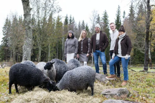 NLS SAP FULL ZIP, 100% OFÄRGAD ULL — BIRCH